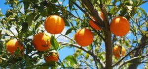 Vitamina C de las naranjas 2