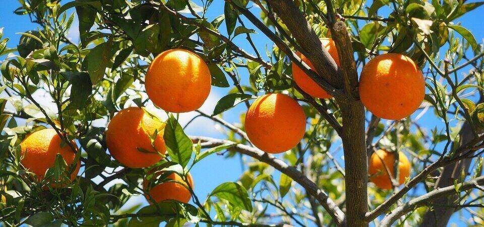 Vitamina C de las naranjas 2
